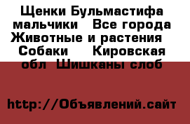 Щенки Бульмастифа мальчики - Все города Животные и растения » Собаки   . Кировская обл.,Шишканы слоб.